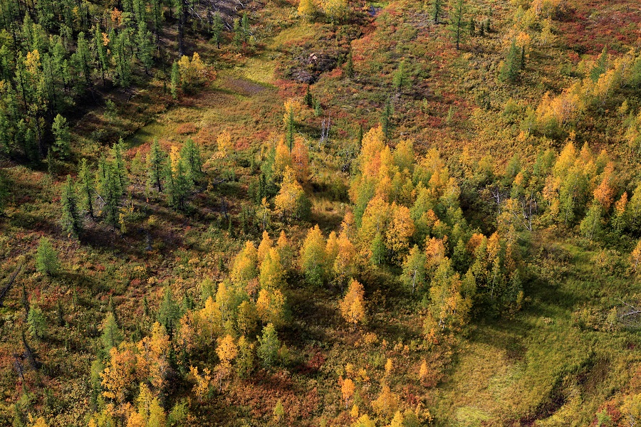 Лесоклиматические проекты в россии