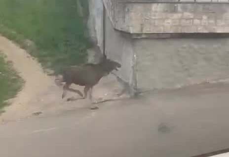 Город заречный пензенская область лоси. Лоси. Лось в спб сегодня. Лось фото. Лоси спб комендантский.