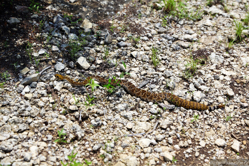 Жизнь на опушке леса
