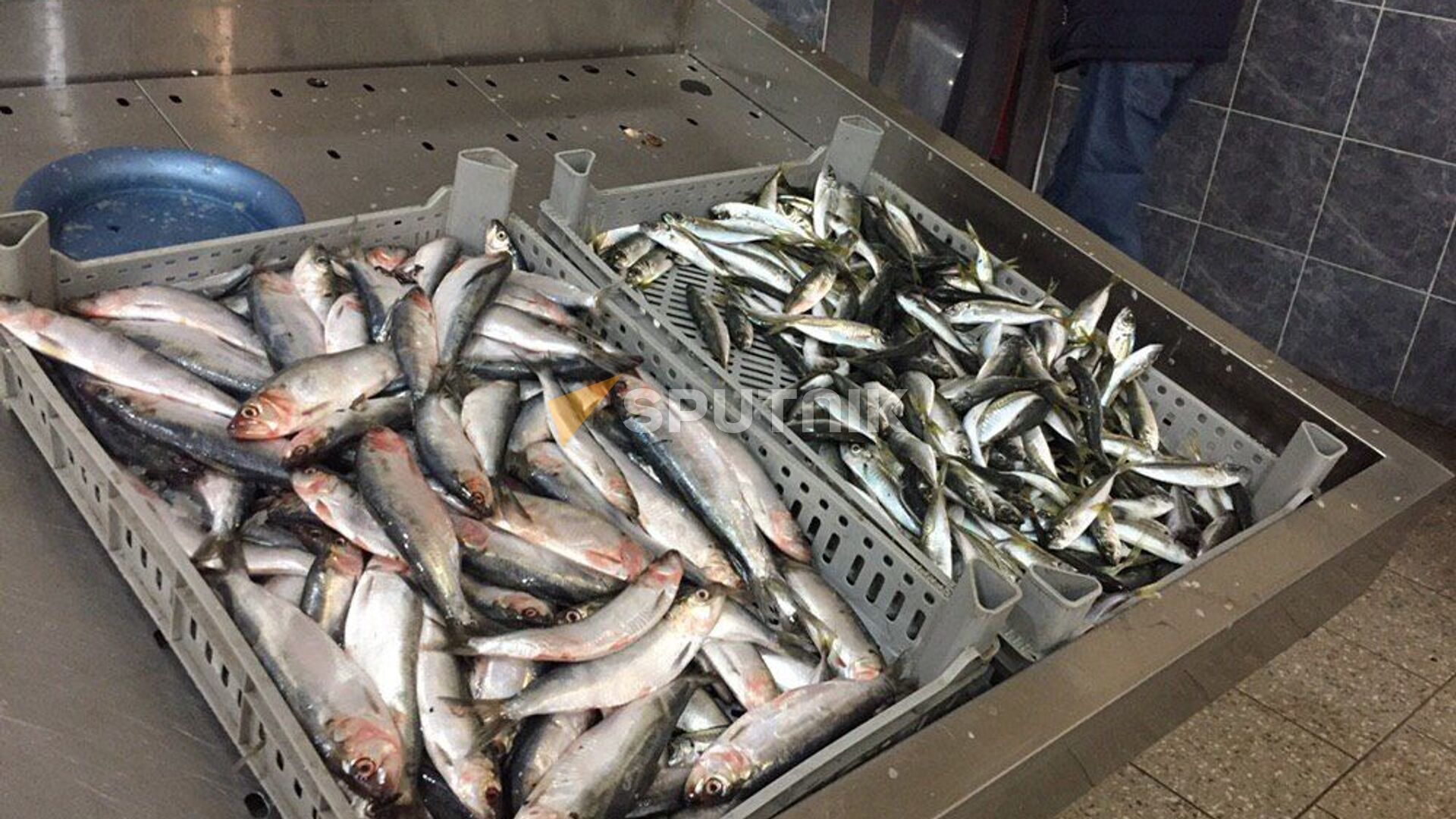 Общий допустимый улов. Сухум рынок рыба. Рыба на рынке в Сухуми. Рыбный рынок в Сухуми. Каков улов.