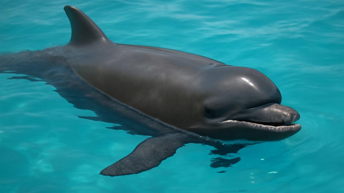 Кекаималу гибрид дельфина и малой косатки