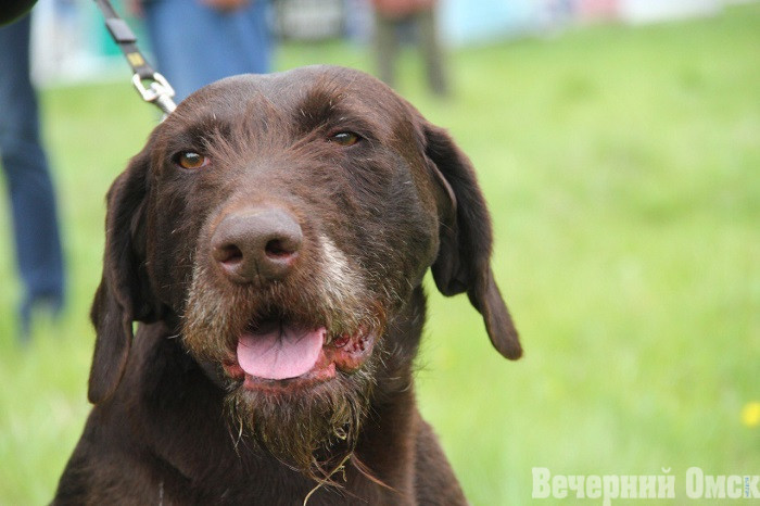 Лайки, борзые и гончие: в Омске прошла выставка охотничьих собак