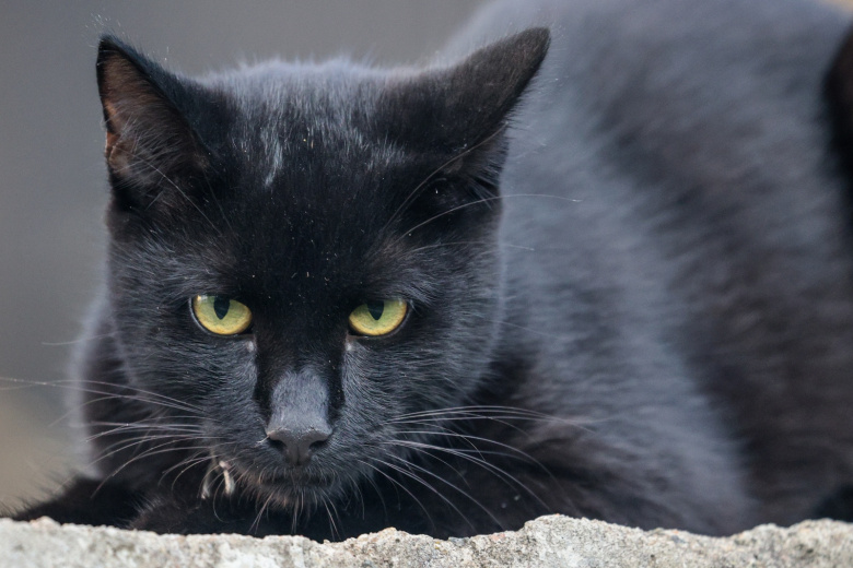 Приютам запретили отдавать черных кошек перед Хеллоуином