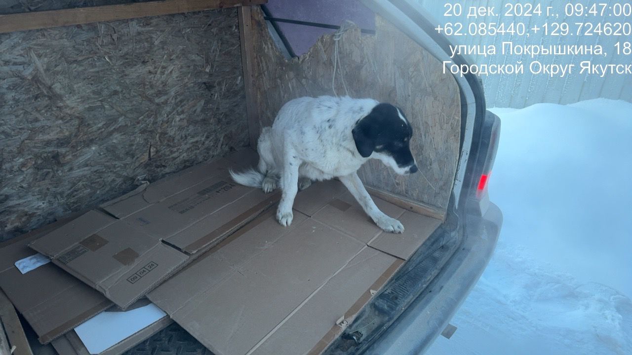 В Гагаринском округе Якутска в усиленном режиме ведется отлов безнадзорных животных