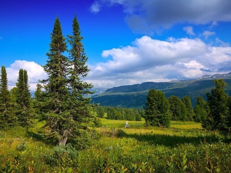 Алтайский край вошел в число лучших регионов РФ по лесовосстановлению