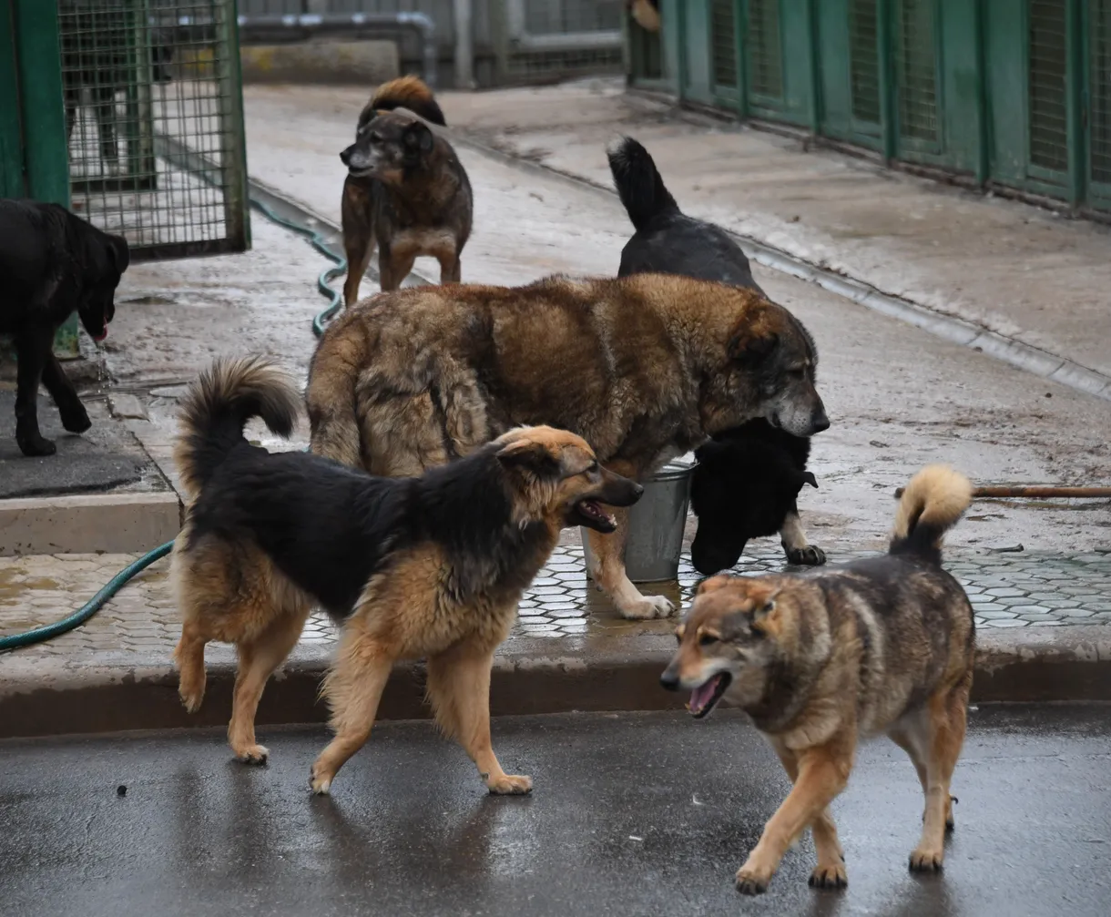 Отлов собак московская область. Бродячие собаки. Стая собак. Стая бродячих собак. Свора собак.