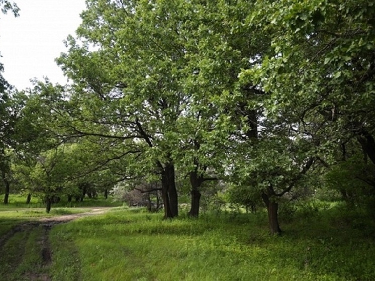 Лесничества Волгоградской области заготовили 11 тонн желудей