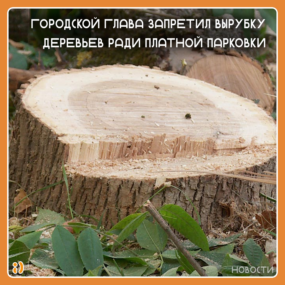 ГОРОДСКОЙ ГЛАВА ЗАПРЕТИЛ ВЫРУБКУ ДЕРЕВЬЕВ РАДИ ПЛАТНОЙ ПАРКОВКИ