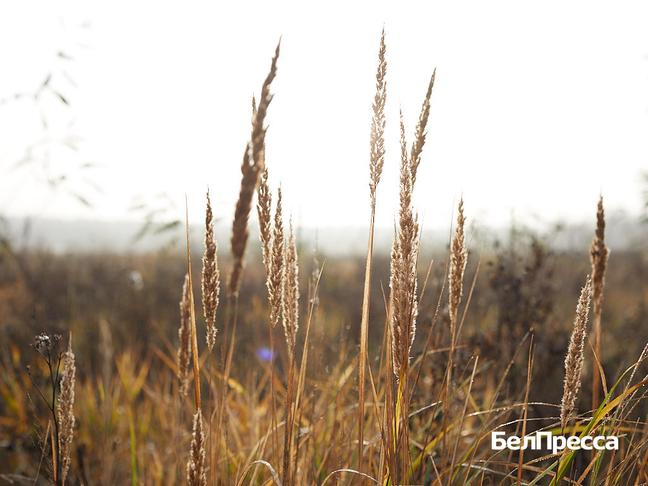 Вячеслав Гладков провёл совещание по вопросу строительства президентской школы - Изображение 2