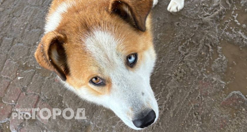 Власти одного из районов Коми выплатят компенсацию женщине за укус собаки 