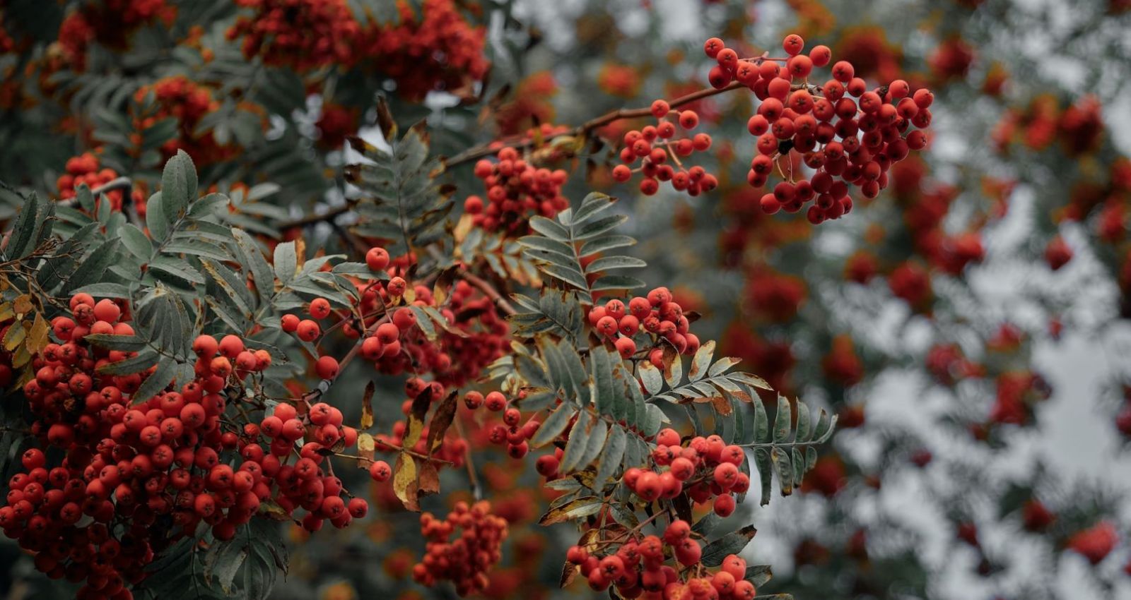 Праздник Петр и Павел Рябинники