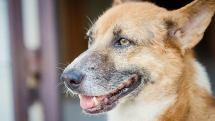 По иску прокуратуры Сыктывкара владелица собаки, покусавшей дачницу-пенсионерку, выплатит пострадавшей компенсацию морального вреда