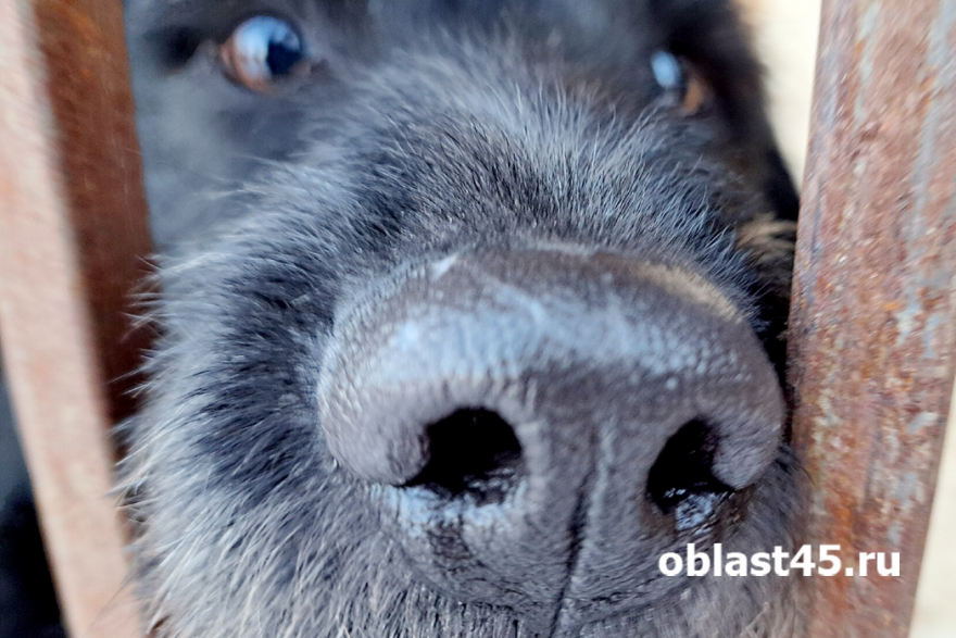 В Курганской области могут появиться 2 новых приюта для животных 