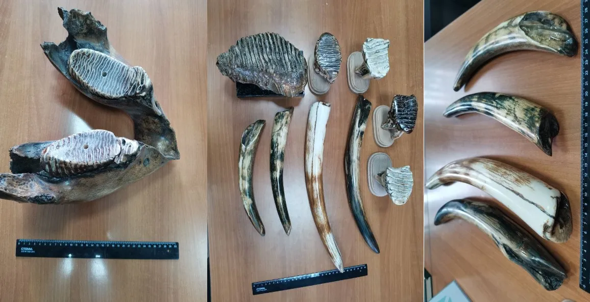 Житель Новороссийска отправил почтой клыки моржа и бивни мамонта за границу></div><div class=
