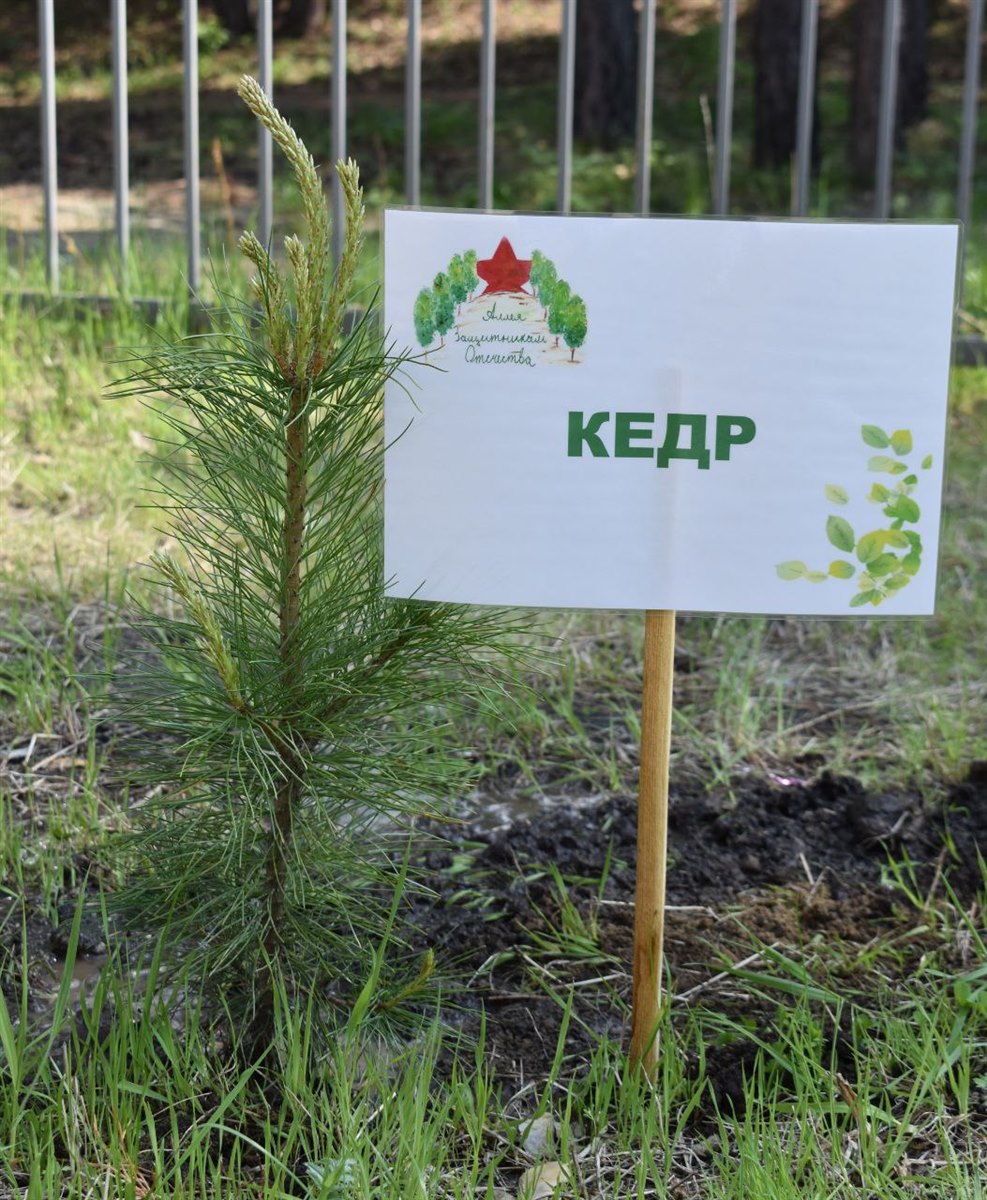 Схема аллеи защитников отечества на территории школы. Аллея защитникам. Вечный огонь краснодон. Аллея героев тула. Парк победы аллея москва.