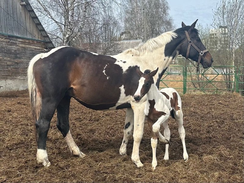 В столице Коми выбирают имя уникальной кобылке