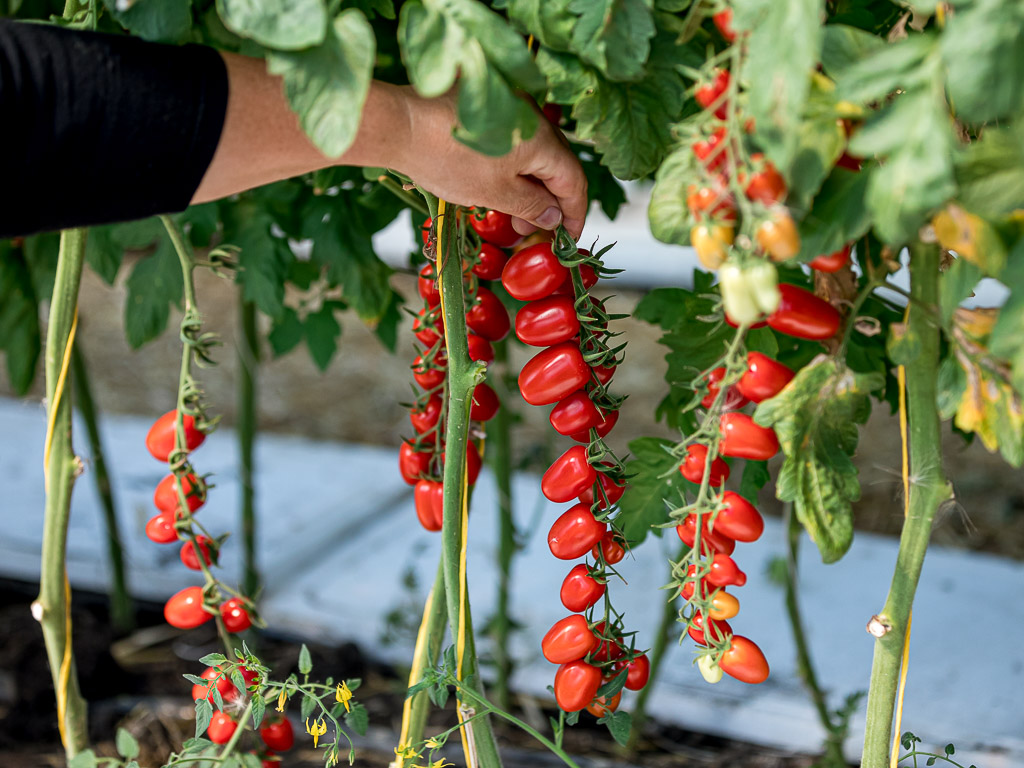 Томаты хай тек. Томат хайпил 108 f1. Томат гроздевой f1 5 шт. Томаты хай тек. Томат евпатор f1.