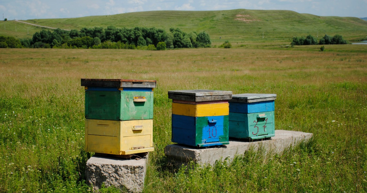 Пчелиный край: в Татарстане выросло производство меда