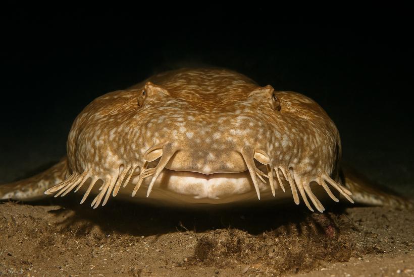 Бородатый воббегонг