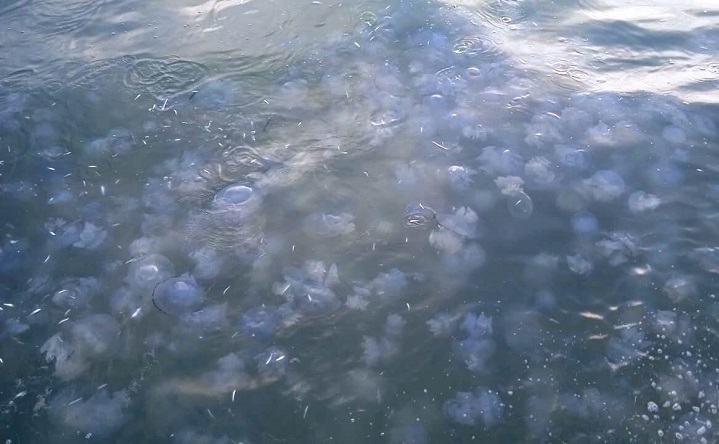 В Ростовской области собрались производить бетон из медузной массы