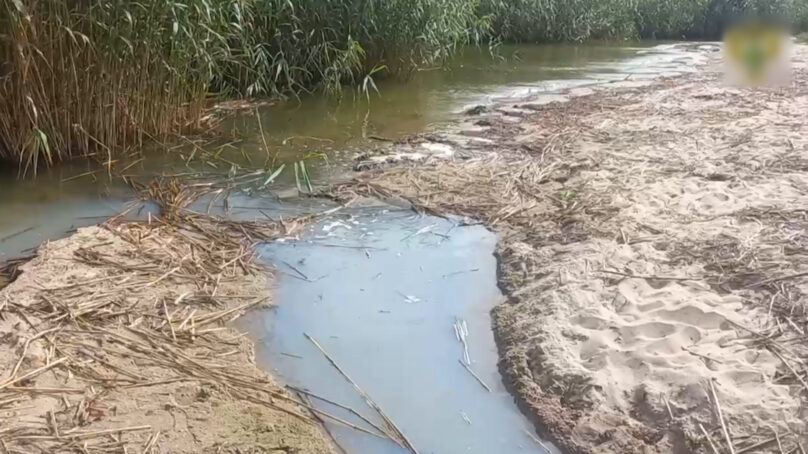 В районе посёлка Рыбачий на Куршской косе проверяют стоки, попадающие в залив
