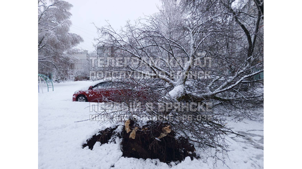 Упавшие деревья: брянцы делятся фотографиями последствий снегопада