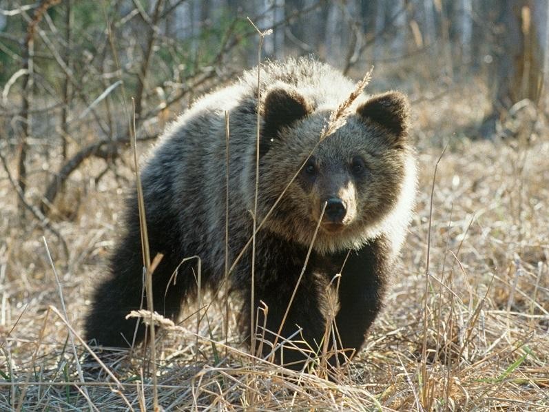 Прокуратура взыщет ₽300 тыс. за гибель краснокнижного животного в Дмитрове