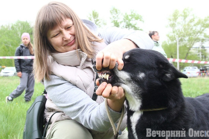 Лайки, борзые и гончие: в Омске прошла выставка охотничьих собак