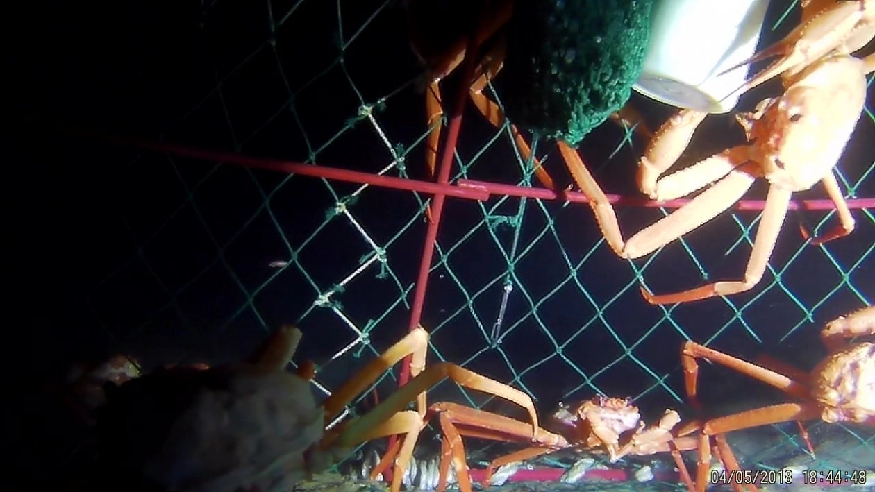 Глубоководный краб в ловушке, глубина — 1300 метров