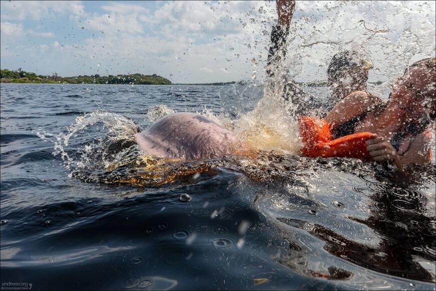 Розовые дельфины Черной реки