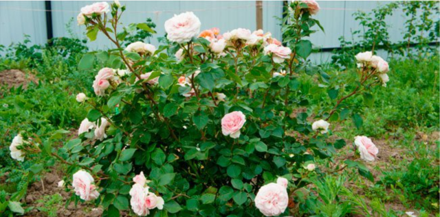 Роза флорибунда "Мария Терезия" (Rosa Floribunda "Mariatheresia") купить оптом в