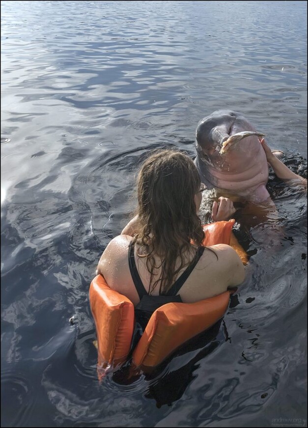 Розовые дельфины Черной реки