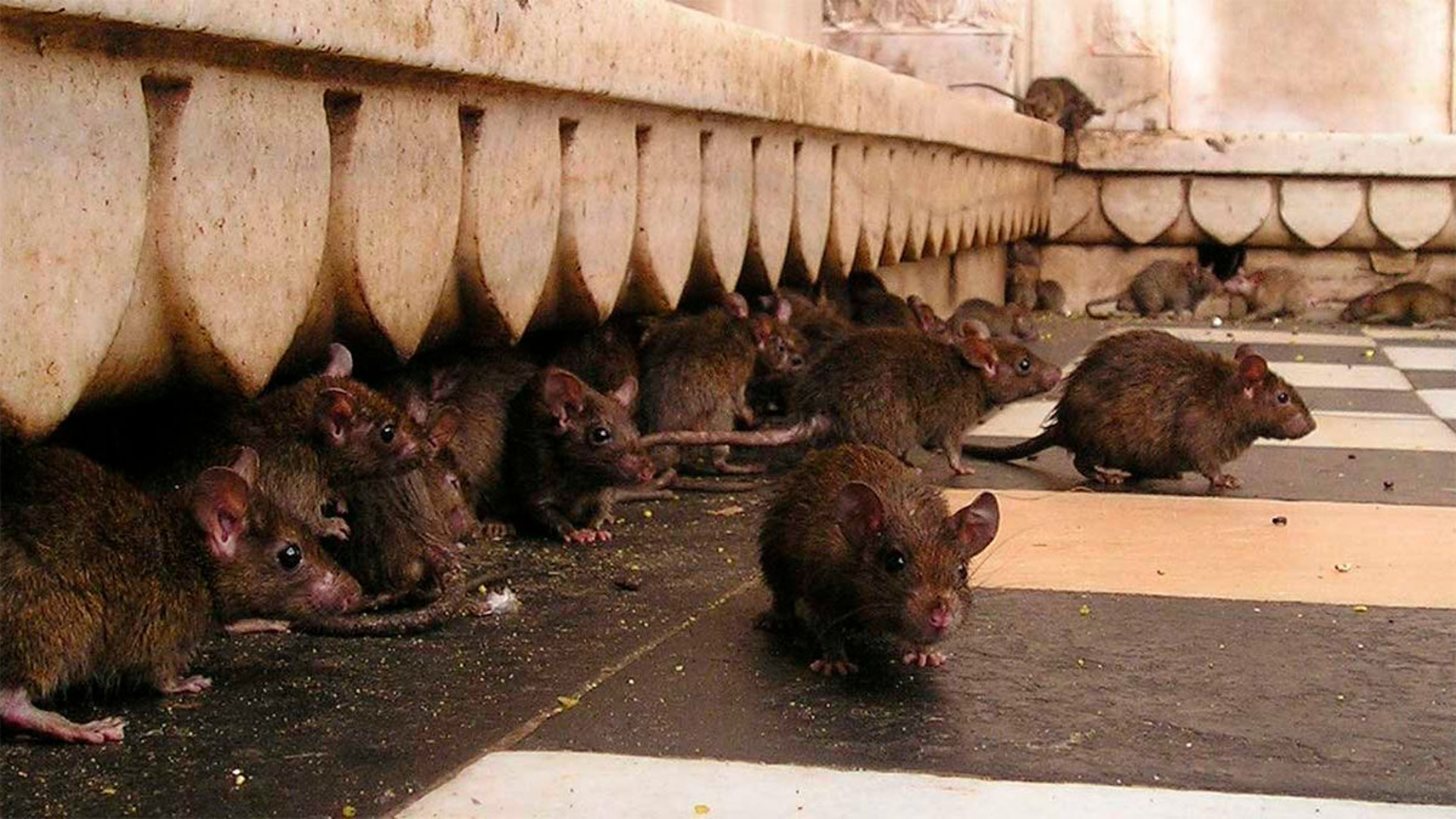Нападение крыс. Крыса. Крысы в Париже. Крысы в городе Новосибирск.