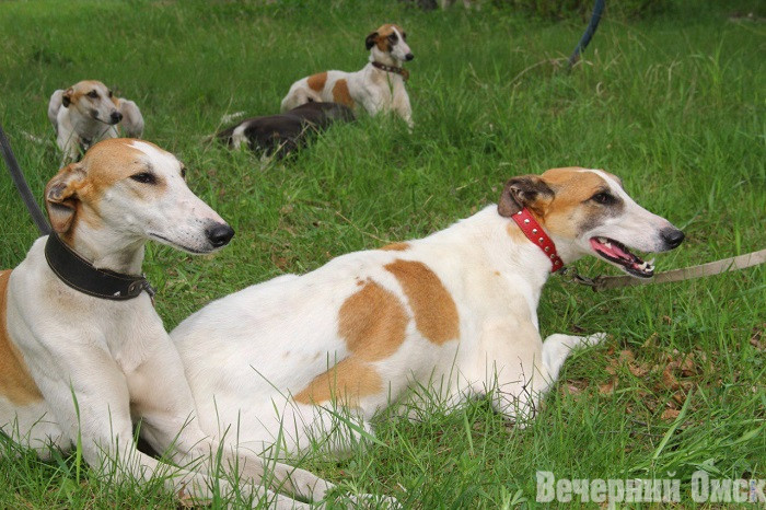 Лайки, борзые и гончие: в Омске прошла выставка охотничьих собак