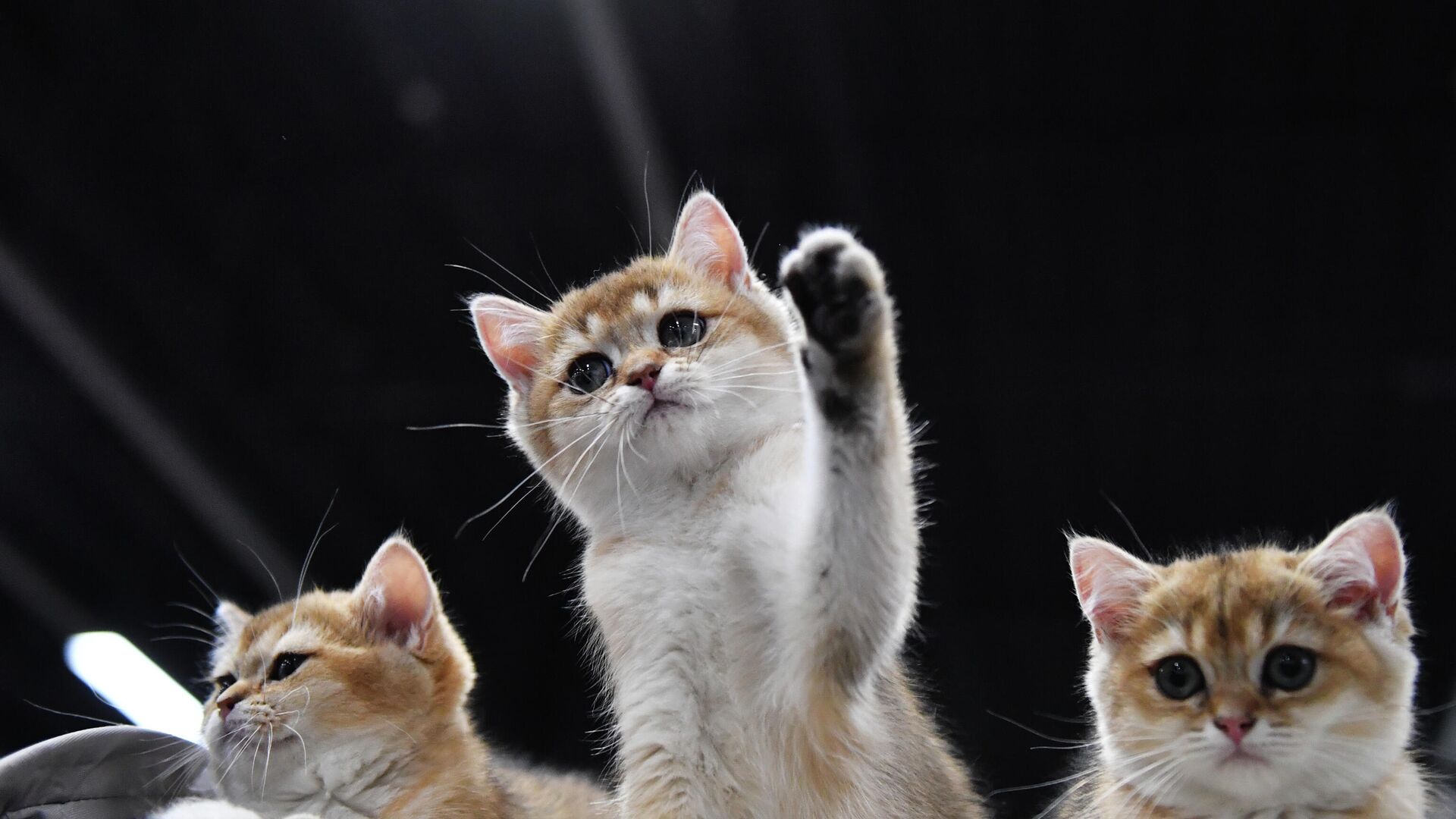 Котята породы британская на выставке КоШарики Шоу в Москве, совместной с международной выставкой KOT da VINCI - 10. - Sputnik Азербайджан, 1920, 10.05.2025