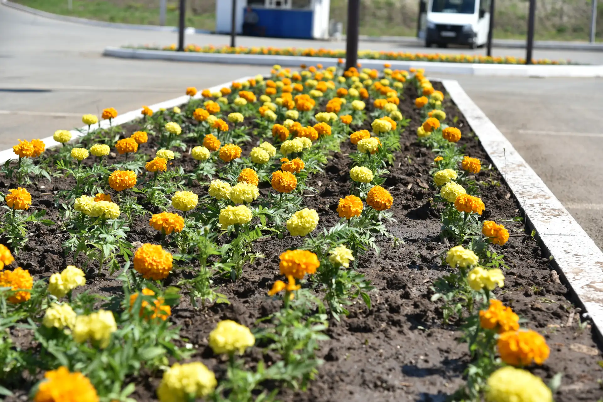 В парках и скверах Балакова высаживают цветы