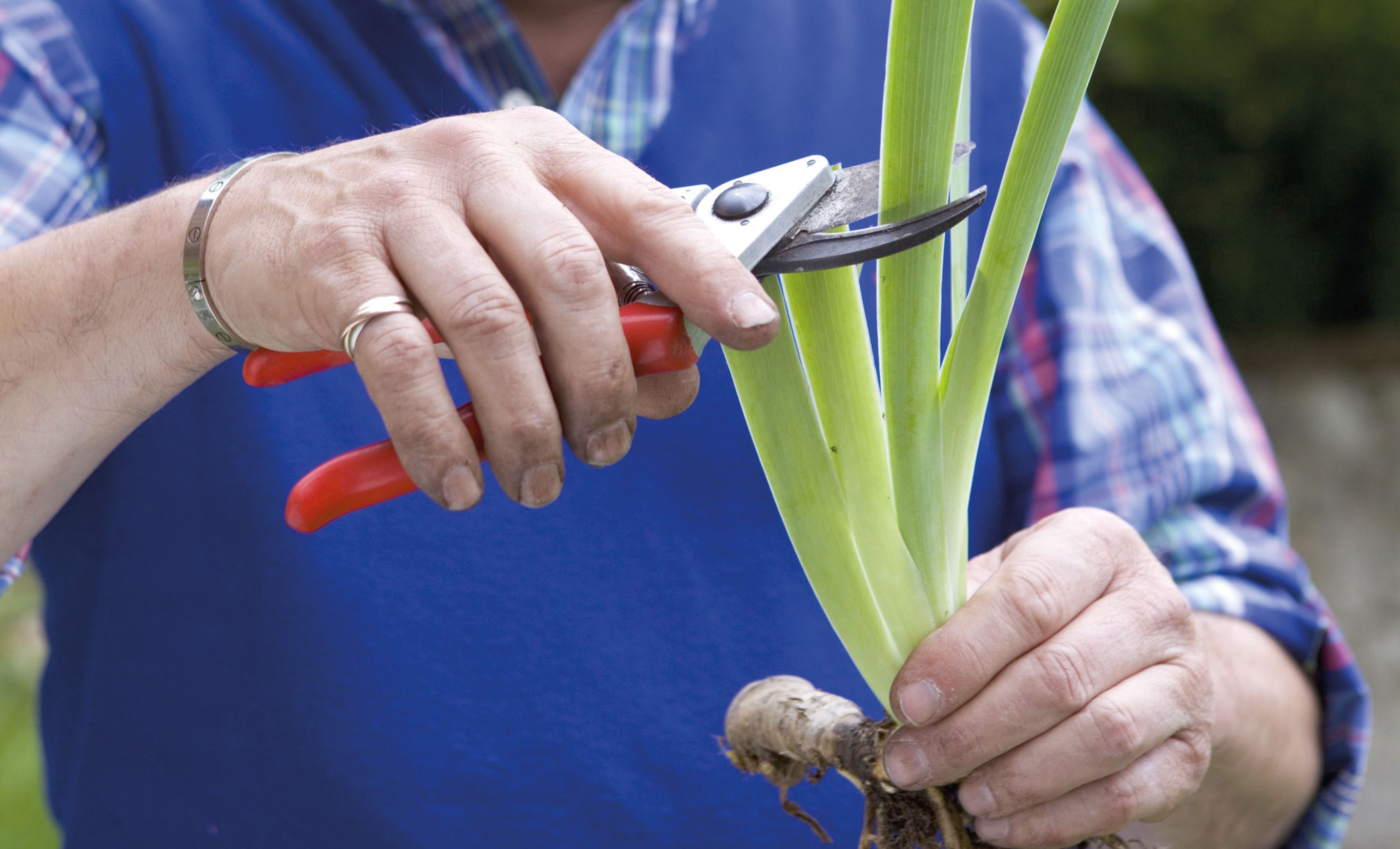 Посадка ирисов весной в открытый грунт. Подготовка к зиме ирисов и лилейников. Ирис растение корневище. Цветение ирисов бородатых. Сажаем ирисы.
