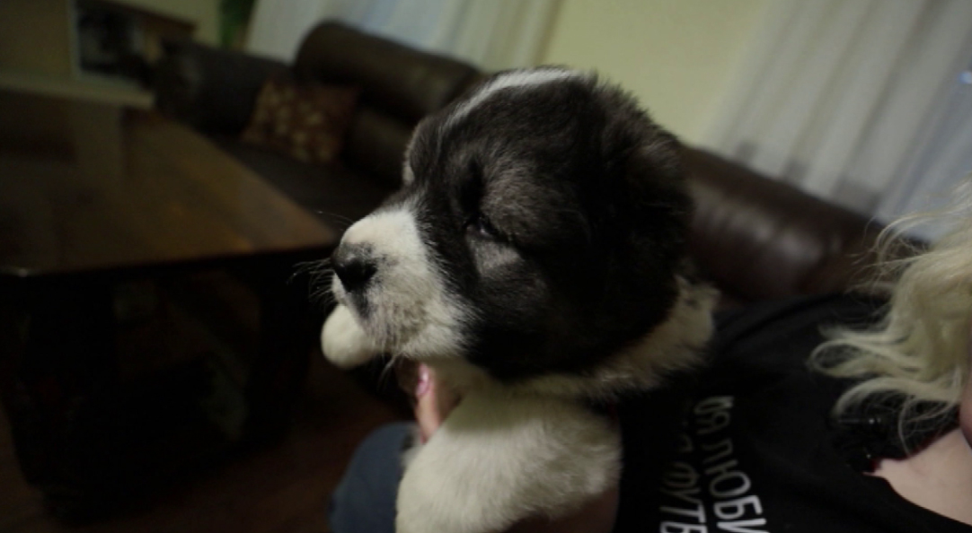 Сегодня отмечается день кавказской овчарки