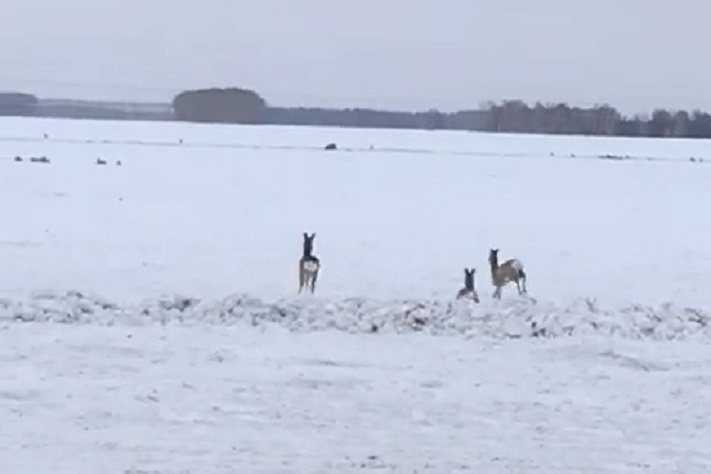 передача мтв молодежь летает в турцию. семья на природе для новосибирске. счастливые жители. радостная новость. самые радостные новости.