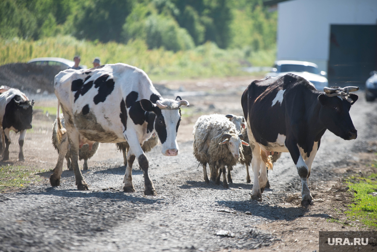 Денис Паслер в Белоярском городском округа: ферма, картофельное поле и заседание в доме культуры, коровы, ферма, овцы, домашний скот
