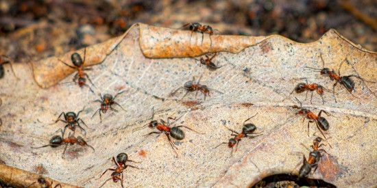 В парке «Северное Бутово» активизировались рыжие муравьи