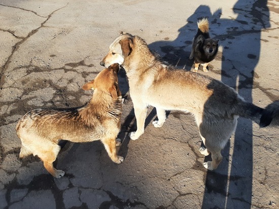 На отлов собак власти региона хотят потратить ещё 3,6 млн рублей
