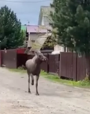 Фото, видео: <a href=https://vk.com/wall-200752967_9348>минлескомплекса и охотхозяйства <span data-id='58a1d44b-ff20-4f8c-a0d9-c800c6057cb9' class='hl-obj case'>Кузбасса</span></a> / «<span data-id='55269e92-daea-402e-ad10-89874e0308b2' class='hl-obj case'>ВКонтакте</span>»