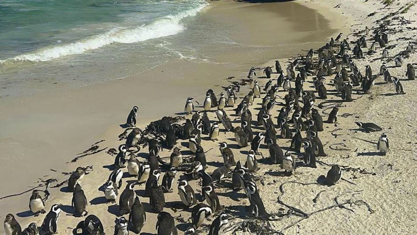 антарктида