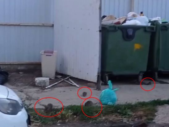 Полчища крыс захватывают улицы Ростова-на-Дону