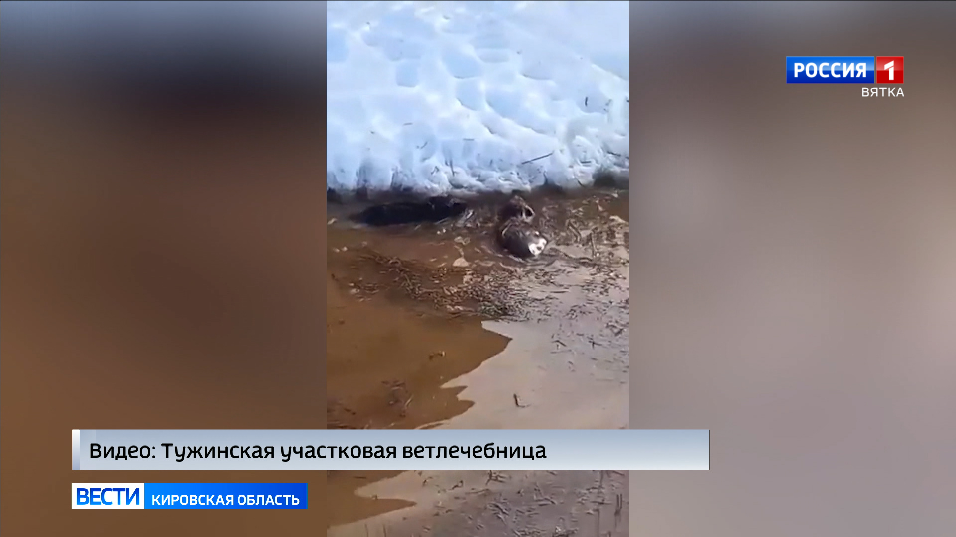 В Тужинском районе спасли двух бобров, застрявших в канаве