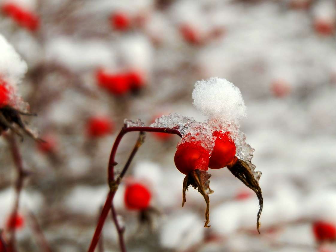berries-6798806_1280 (1)