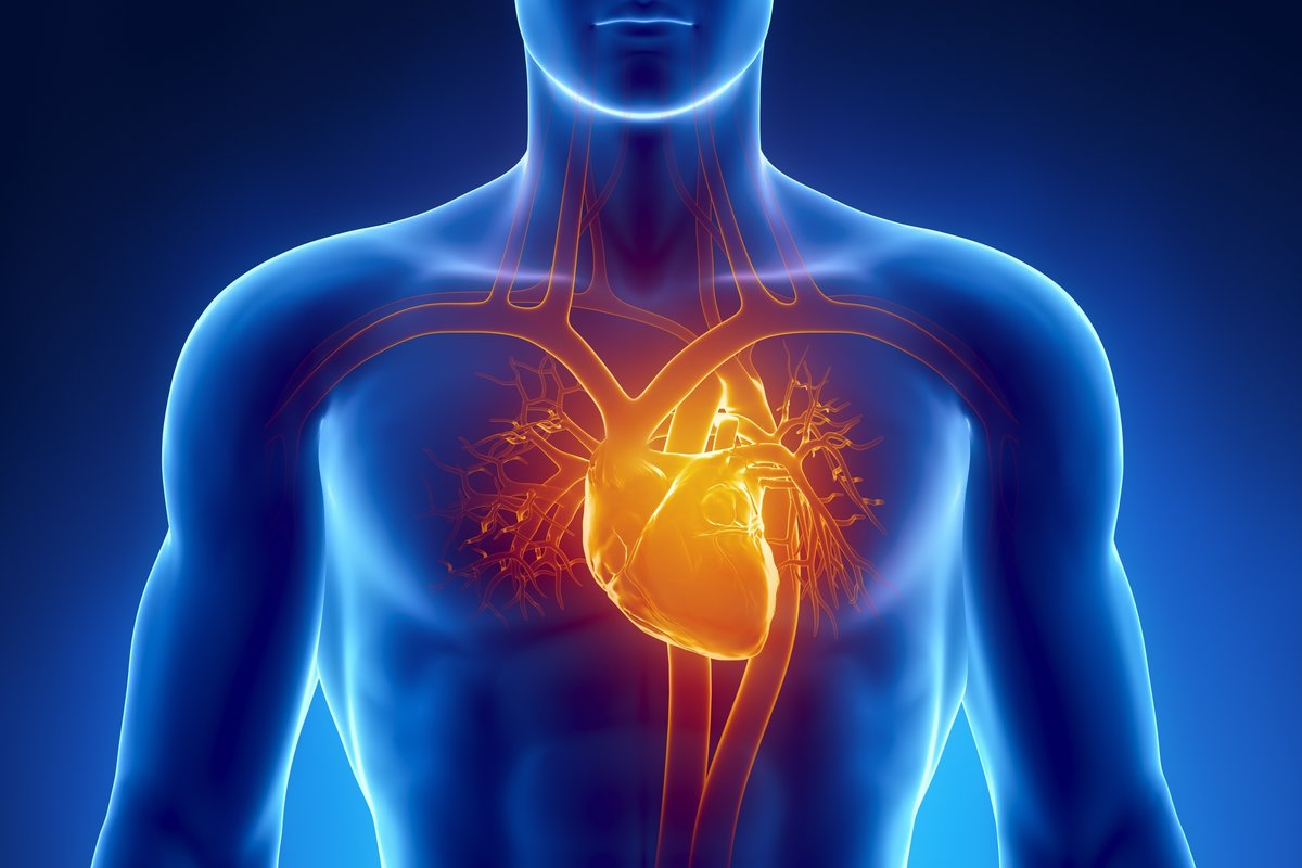 В груди сердце на спине. Человеческое сердце фото. Заболевания сердечно-сосудистой системы.