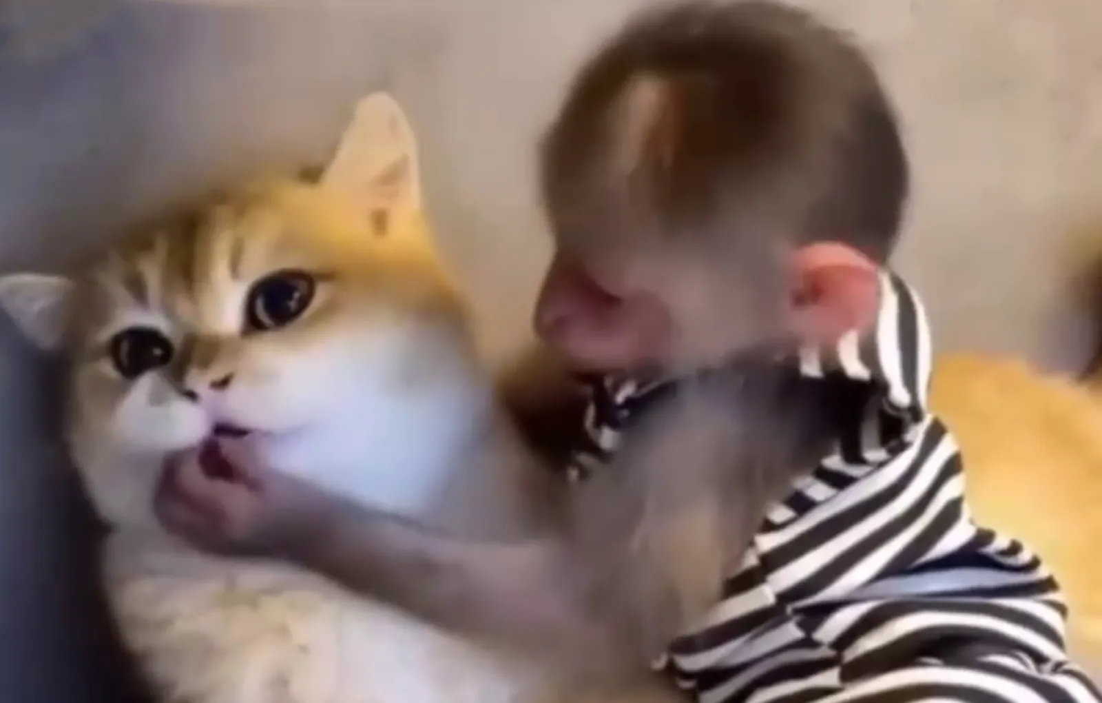 видео где младший