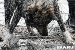 Некоторые азиатские страны отлавливают собак с последующим употреблением их в пищу